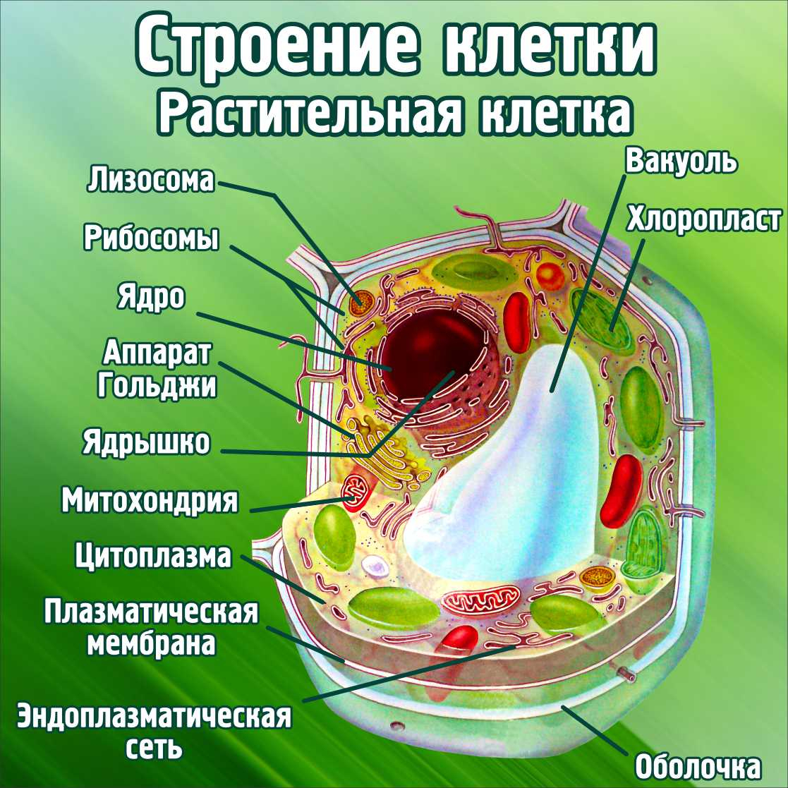 Строение клетки Растительная клетка в Балахне заказать изготовление  (вариант 2)